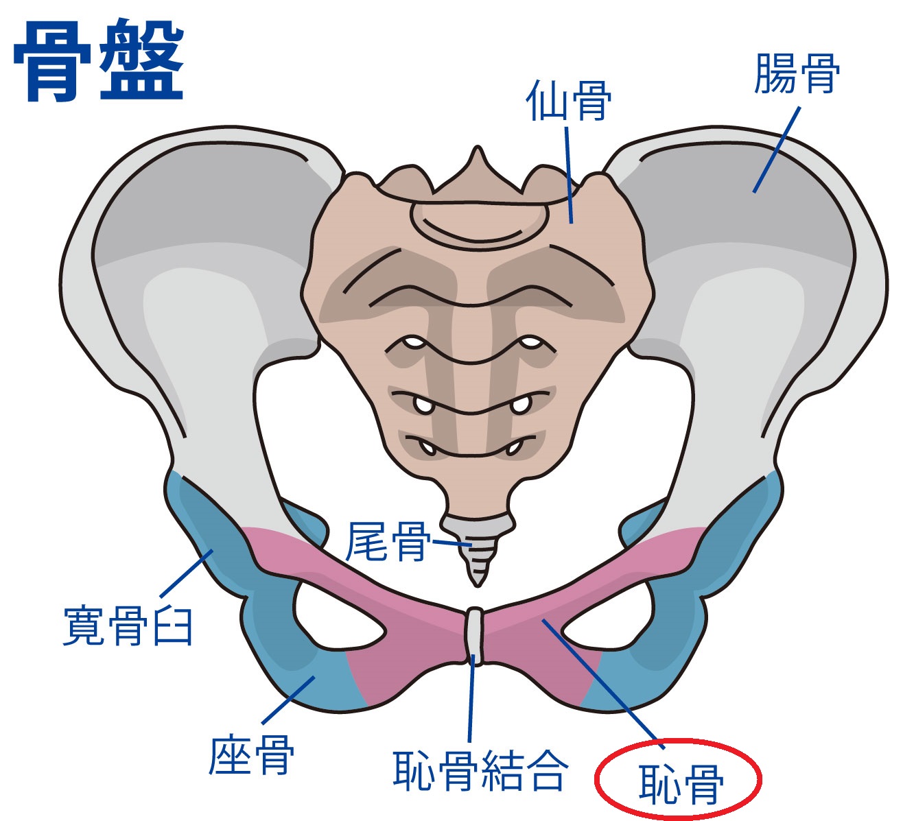 恥骨説明図